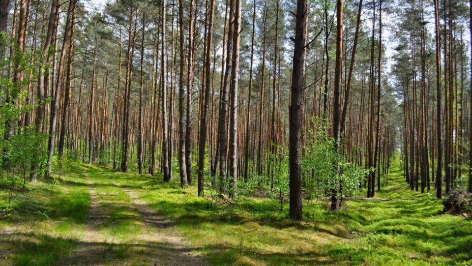 Beslutsfattande i komplexa miljöer